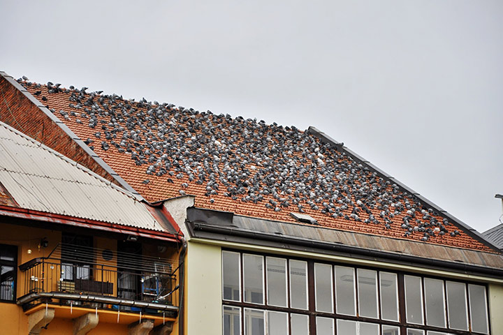 A2B Pest Control are able to install spikes to deter birds from roofs in Newhaven. 