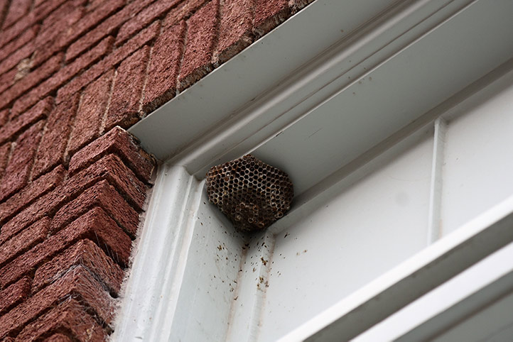We provide a wasp nest removal service for domestic and commercial properties in Newhaven.